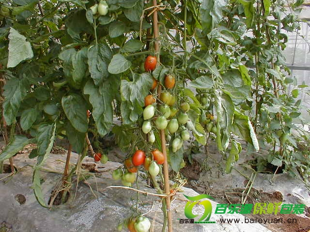 陽(yáng)臺種植小番茄.JPG