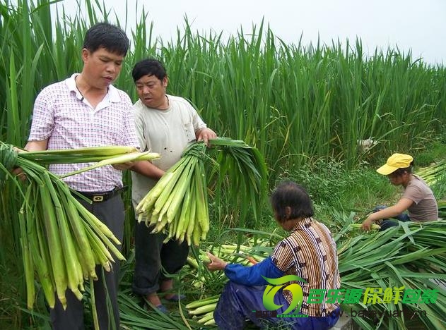 茭白的營(yíng)養價(jià)值